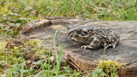 Toad (6/6) Vídeos de archivo 8158986