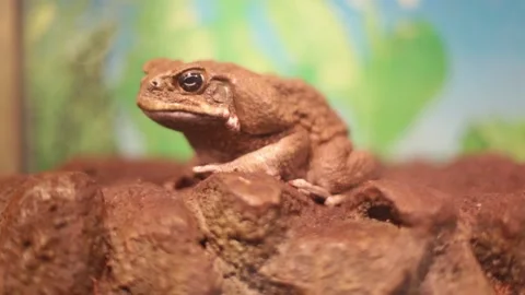 Toad Aha. Stock Footage 122374620