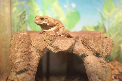 Toad Aha, sitting on a decorative house stone. Stock Photos