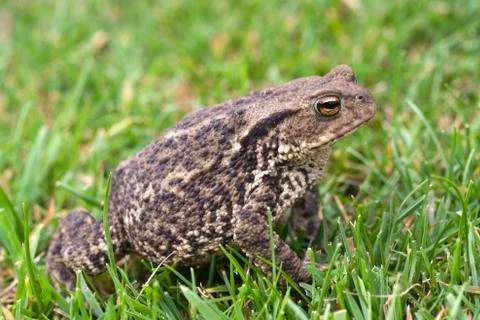 Toad in amongst green grass Stock Photos