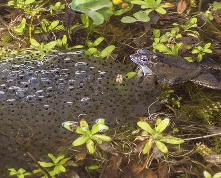 Toad and its spawn in the water Stock Photos