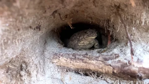 Toad attempts to eat a bug but misses. Tries again and succeeds. Slow motion Stock Footage 313138845