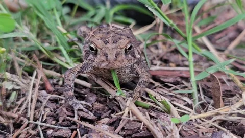Toad in the Backyard Stock Footage 275760500