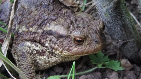 Toad blinks  then changes the direction of gaze 動画素材 41729343