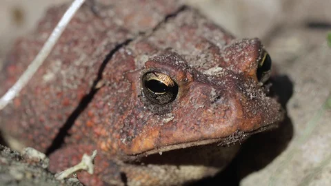 Toad breathing in and jumping Stock Footage 128774068