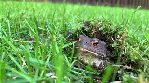 Toad Breathing in Mossy Grass Stock Footage 320860749