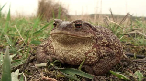 Toad (Bufo Bufo) Stock Footage 48034073