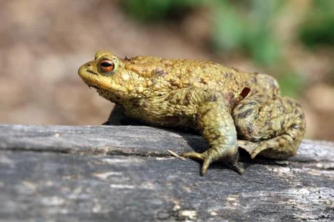 Toad (Bufo Bufo) is a frog native to sandy and heathland areas of Europe Stock Photos