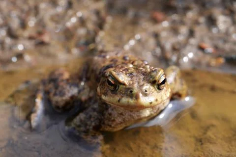 Toad, Bufo bufo, in a pond Foto stock