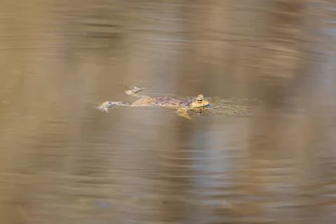 Toad - Bufo bufo on the surface of a pond. The frog has outstretched legs and Stock Photos