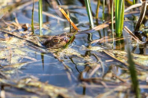 Toad - Bufo bufo on the surface of the pond. There is a reed around the green Stock Photos