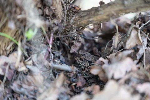 A toad (Bufonidae)  hides in a garden under leaves to protect itself Stock Photos