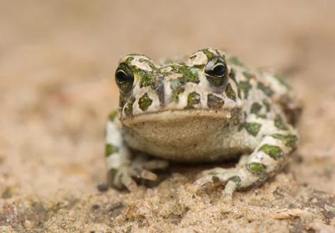Toad - bufotes viridis Stock Photos
