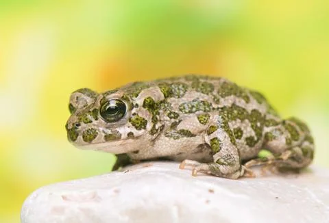 Toad - bufotes viridis Stock Photos