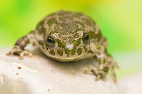 Toad - bufotes viridis Stock Photos
