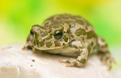Toad - bufotes viridis Stock Photos