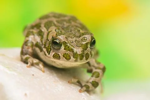 Toad - bufotes viridis Stock Photos