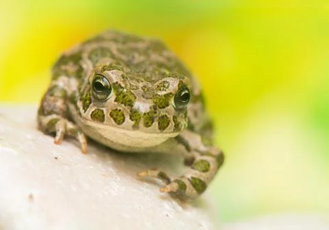 Toad - bufotes viridis Stock Photos