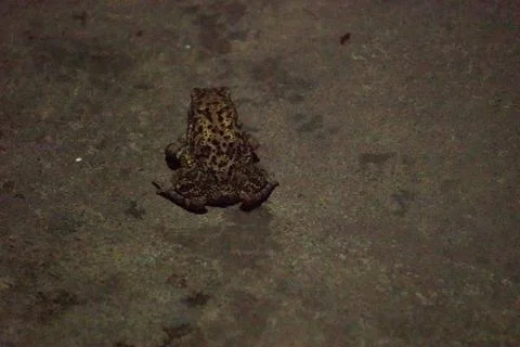 A toad with bumpy skin and short legs, known for hopping Stock Photos