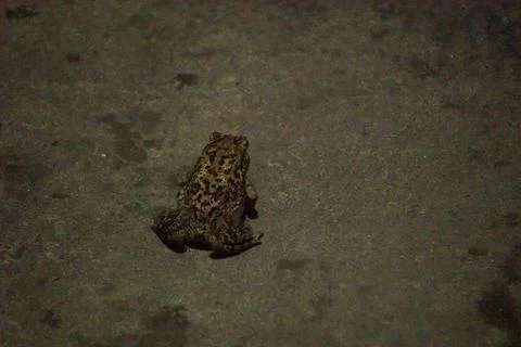 A toad with bumpy skin and short legs, known for hopping Foto stock