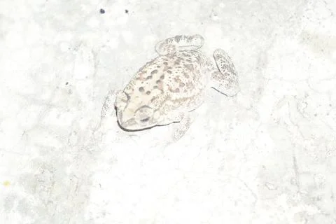 A toad with bumpy skin and short legs, known for hopping Stock Photos