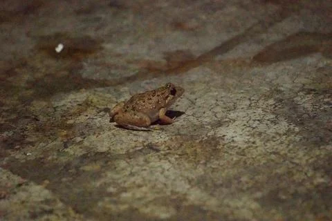 A toad with bumpy skin and short legs, known for hopping Stock Photos