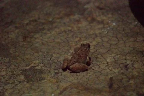 A toad with bumpy skin and short legs, known for hopping Stock Photos