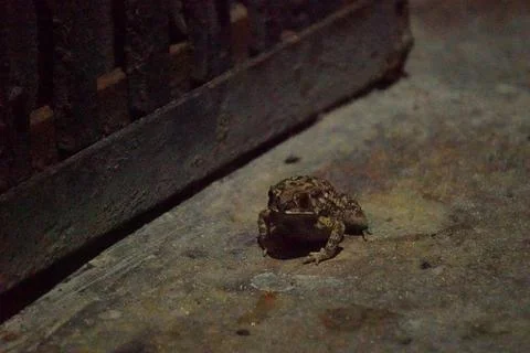 A toad with bumpy skin and short legs, known for hopping Stock-Fotos