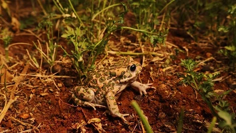 Toad with bumpy skin resting on wet farmland, showing wart- It's not frog Stock Footage 312661321