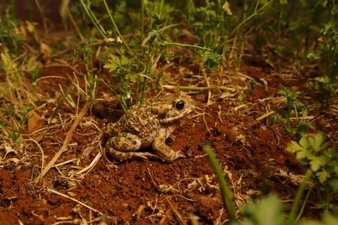 Toad with bumpy skin resting on wet farmland, showing wart- It's not frog Stock Photos