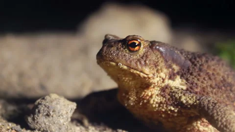 Toad Calmly Sitting in the Silence of the Night Stock Footage 88892578