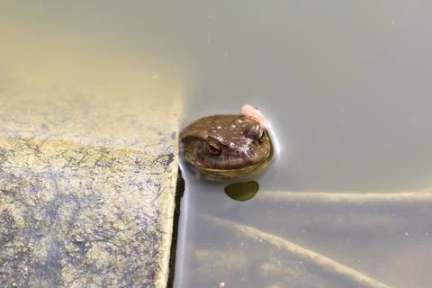 The toad came to the spawning pond Stock Photos