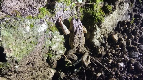 Toad in the Cévennes at night Vídeo Stock 346501096