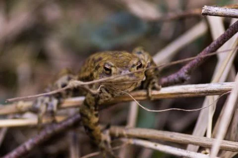 Toad climbing on stick on meadow Stock Photos