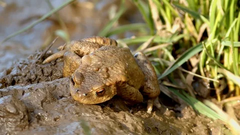 Toad close up  in breading season 스톡 동영상 113334369
