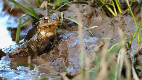 Toad close up  in breading season Stock Footage 113334440