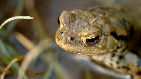 Toad close up head shot in breading season Stock Footage 113334168