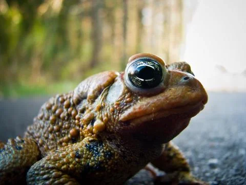 Toad Close-up Stock Photos