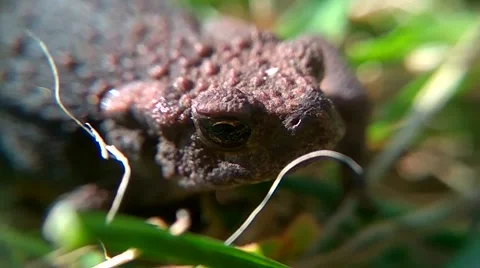 Toad close up in slow motion Stock-Footage 67237525