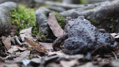 Toad Close ups Video stock 74569004