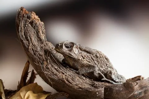 Toad in coconut husk Stock Photos