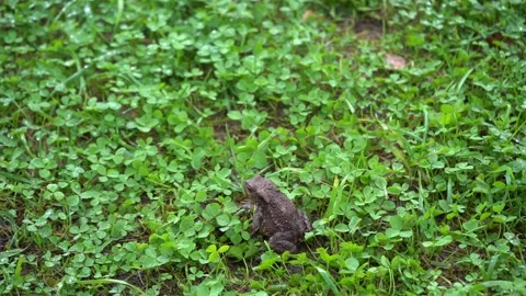 The toad is coming Stock Footage 170478285