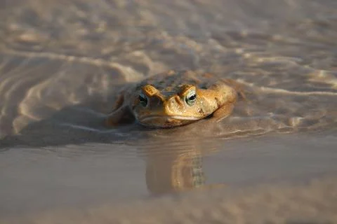 Toad Cooling Off in Shallow Waters Stock Photos