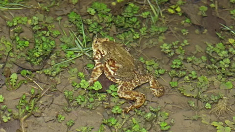 Toad couple in amplexus position below water surface during migration Stock Footage 303436692