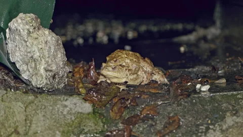 Toad couple in amplexus position in an ecoduct during migration Stock Footage 303428128
