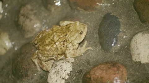 Toad couple in amplexus position in a water duct during migration Stock Footage 303427528