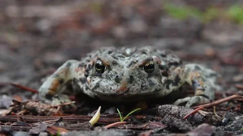 Toad - Cranberry Marsh, CU, ec, el, hs, ff, best Stock Footage 151228806