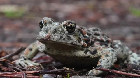 Toad - Cranberry Marsh, CU, ec, el, hs, ff, best, sp Stock Footage 151228807