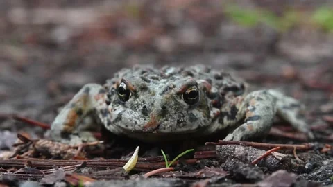Toad - Cranberry Marsh, CU, ec, el, hs, ff Stock Footage 151228811