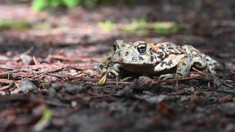 Toad - Cranberry Marsh, CU, ec, el, sp, best 스톡 동영상 151228833
